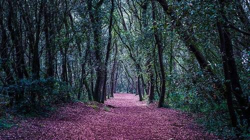 Chapitre 3 : La forêt