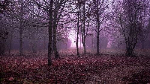 Chapitre 3 : La forêt
