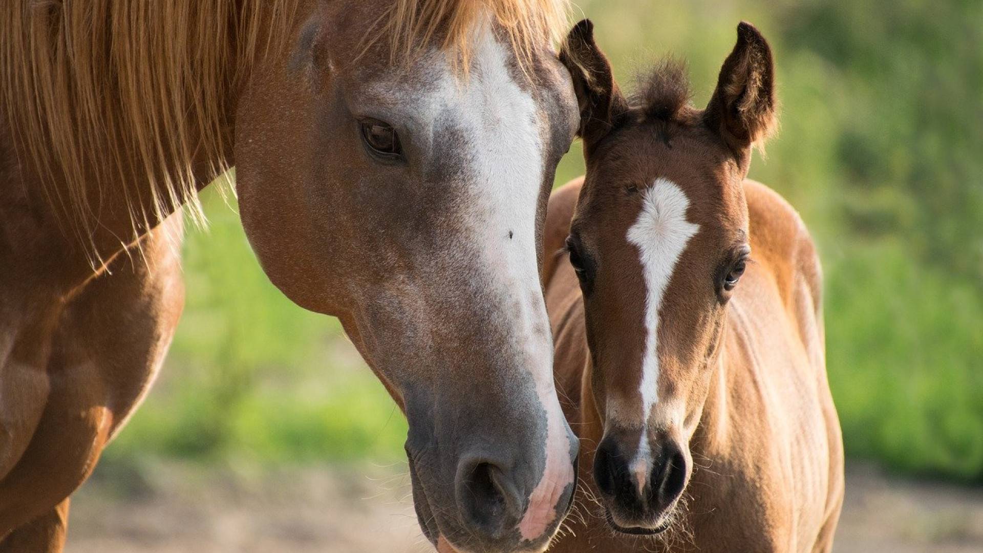 Amoureux des chevaux, venez passer un séjour équestre en Maine-et-Loire