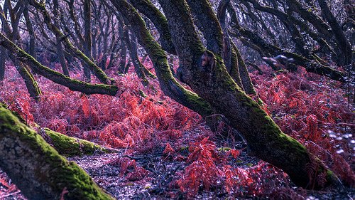 Chapitre 3 : La forêt